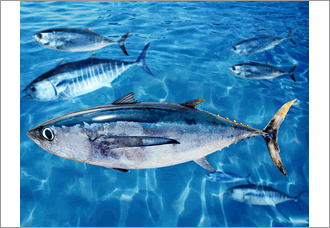 bluefin tuna