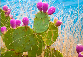 cactus-crisis